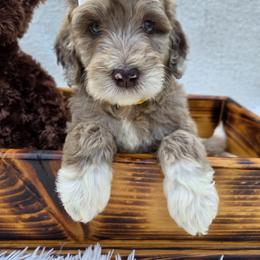 Aussiedoodle Puppies from The Cuddly Dood Ranch