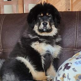 Tibetan Mastiff puppies from Alpine Tibetan Mastiffs