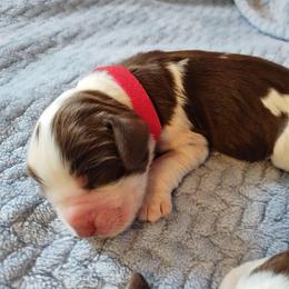 Tommy - Tri-Roan male English Springer Spaniel puppy in Kingsport, Tennessee from Leandra's English Springer Spaniels