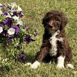 Tootsie - Brown and white female Aussiedoodle puppy in Lavonia, Georgia from H & A Kennels