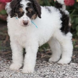 Poodle Puppies from Antigua Standard Poodles