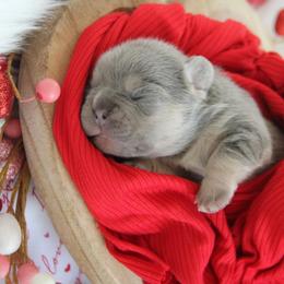 Lilac Boy B - Blue male French Bulldog puppy in Piedmont, Oklahoma from 5A Frenchies