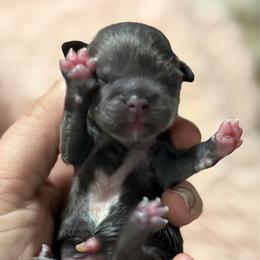 Girl 1 - hot pink collar - Blue female Shih Tzu puppy in Berkeley Springs, West Virginia from Sandridge Shih Tzus