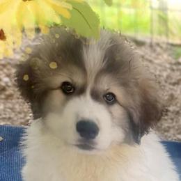 Girl 2 Purple collar NAVEAH - White and badger female Great Pyrenees puppy in Fair Grove, Missouri from Allen Wags & Woolies