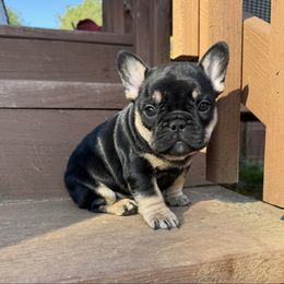 Maxine - Liver female French Bulldog puppy in Seneca, South Carolina from Keowee Kennels