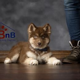 Siberian Huskies from Primal Siberian