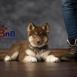 Siberian Huskies from Primal Siberian