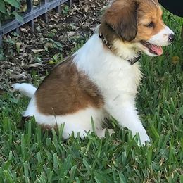 Nederlandse Kooikerhondje Puppies from Blazing Kooikerhondjes