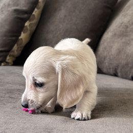 Janet - Cream female Dachshund puppy in Sebring, Florida from Mini Weenies