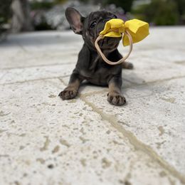 French Bulldog Puppies from Jesikah408