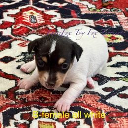 All white girl - White black and tan female Toy Fox Terrier puppy in Wayne, Oklahoma from FritzFox Toy Fox Terriers