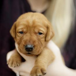 Quinn - Yellow female Labrador Retriever puppy in Allons, Tennessee from UC Labradors LLC