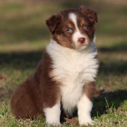 Red Tri Female 1 - Red tri-color female Australian Shepherd puppy in Northport, Alabama from Sipsey River Australian Shepherds