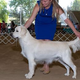 Wags - Golden Retriever