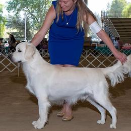 Wags - Golden Retriever