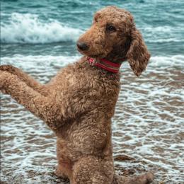 Winston - Poodle