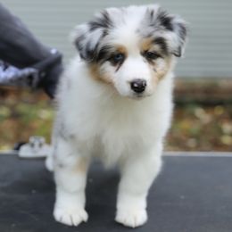 Australian Shepherd Puppies from Mezzo Australian Shepherds