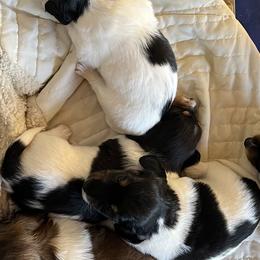 Dachshunds from Weiner Dog Ranch