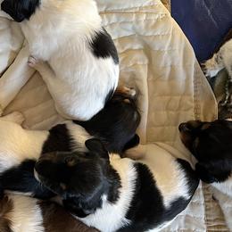 Dachshunds from Weiner Dog Ranch