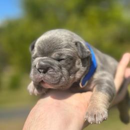 Ron - Tricolors male French Bulldog puppy in Salisbury, Maryland from 77 Frenchies Maryland