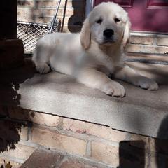 Golden Retriever and Miniature Schnauzer Puppies from Mervar Kennel