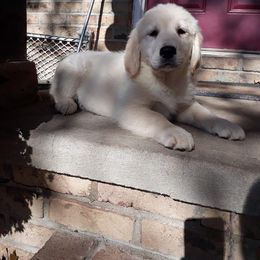 Golden Retriever and Miniature Schnauzer Puppies from Mervar Kennel