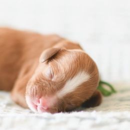 Cavalier King Charles Spaniels, Cavapoos, and Goldendoodles from Harper Doodles