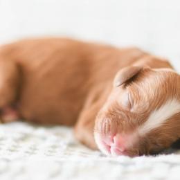 Cavalier King Charles Spaniels, Cavapoos, and Goldendoodles from Harper Doodles
