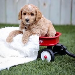 Hawk - Red  male Goldendoodle puppy in Boise, Idaho from Goldendoodle Baby