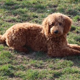 Mia - Red  Goldendoodle puppy in Etna Green, Indiana from PawPrint Companions