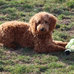 Mia - Red  Goldendoodle puppy in Etna Green, Indiana from PawPrint Companions