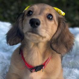 Scarlet - Cream female Dachshund puppy in Auburndale, Florida from Doxster Dachshunds