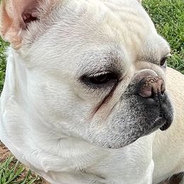 French Bulldogs from WYOKIE Frenchies