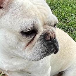 French Bulldogs from WYOKIE Frenchies