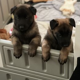Belgian Malinois Puppies from MonStar Malinois