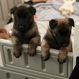 Belgian Malinois Puppies from MonStar Malinois