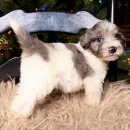 Steel - Blue merle male Bernedoodle puppy in Tyner, Kentucky from Good Dog Doodles
