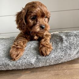 Bernedoodle, Cavalier King Charles Spaniel, and Cavapoo Puppies from Harper Haven Cavaliers & Doodles