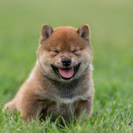 Shiba Inu Puppies from Evenfalls Shiba Inu