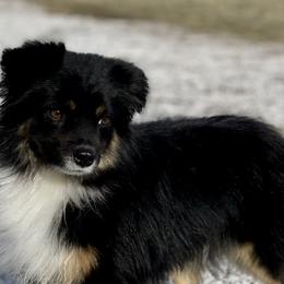 Miniature Australian Shepherds and Toy Australian Shepherds from Setting Sun Aussies