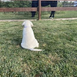 Labrador Retriever Puppies from Lucky Ranch Labradors