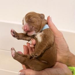 Boy 2 blue collar - Caramel red male Labradoodle puppy in Bakersfield, California from Shelly Lynn