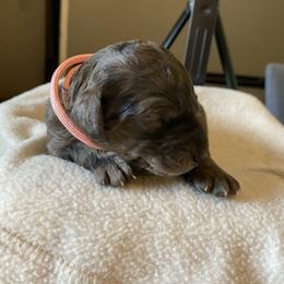 Kala - Merle female Goldendoodle puppy in Zephyrhills, Florida from Just Tails Doodle