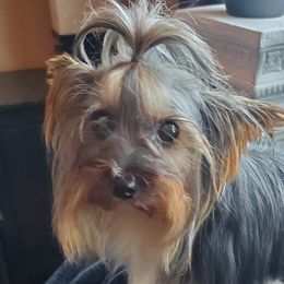 Mozart - Yorkshire Terrier