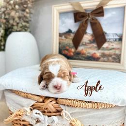 Apple - Caramel female Australian Labradoodle puppy in Palmdale, California from Heavenly Doodles