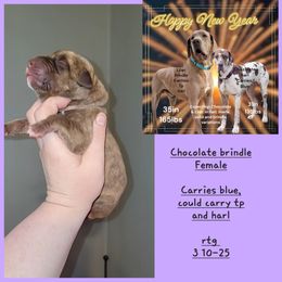 Great Dane Puppies from LakeSide Danes