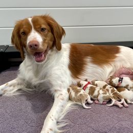 Brittany Puppies from Jenvy Brittanys