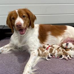 Brittany Puppies from Jenvy Brittanys