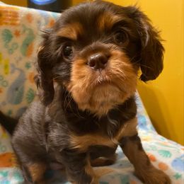 Tootsie Roll AKC - Chocolate female Cavalier King Charles Spaniel puppy in Fort White, Florida from Animal Encore’s Cavalier King Charles Spaniels
