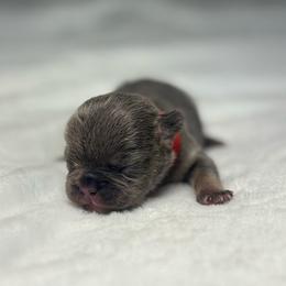 Red collar - Tricolors female French Bulldog puppy in Salisbury, Maryland from 77 Frenchies Maryland